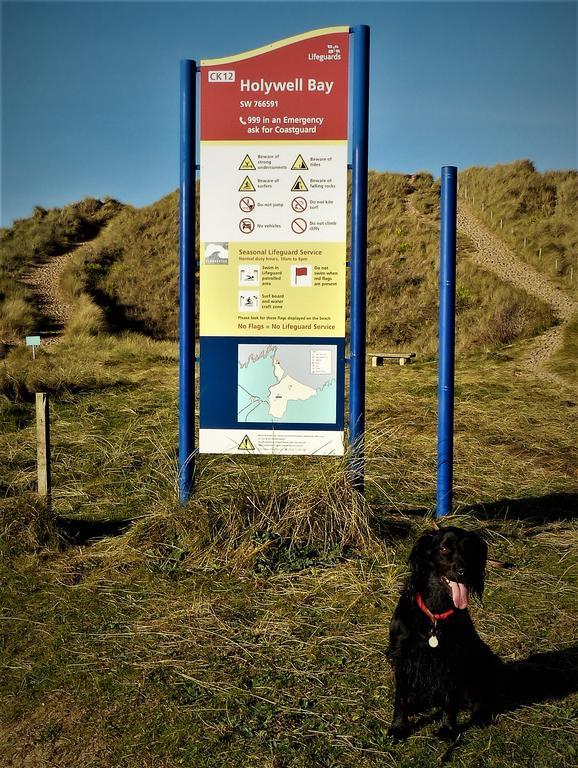 Cormorant House New Quay Exterior foto